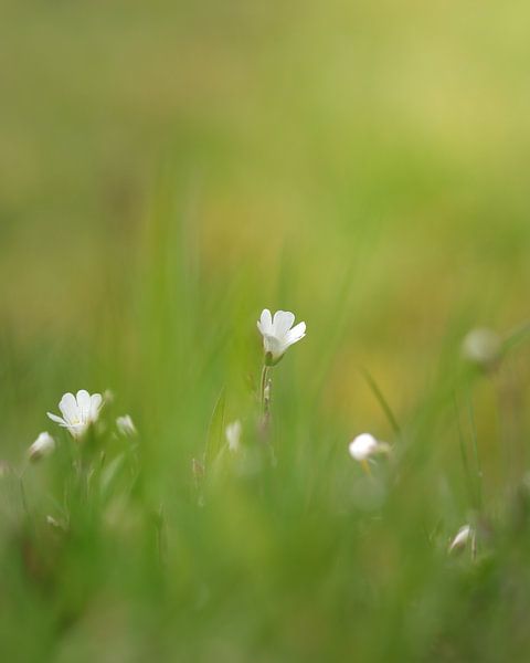 Fleurs de printemps par Nick Isselman