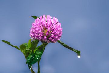 Klaverbloem met dauw (1) van Anna Koek