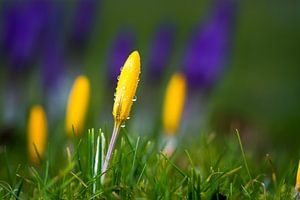 Krokus