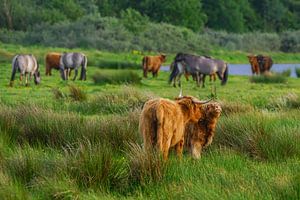 Schotse hooglanders op Lentevreugd van Dirk van Egmond