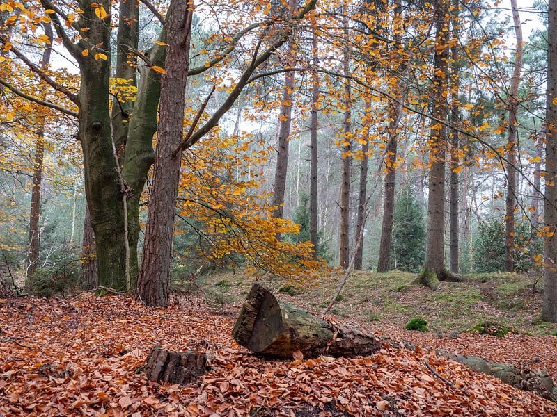 herfst van snippefotografie