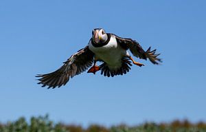 Incoming! by Claudia van Zanten