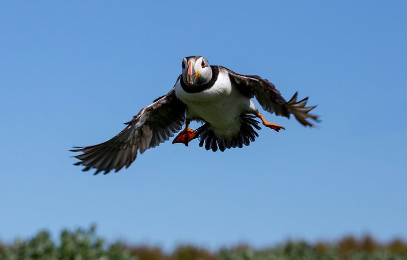 J'arrive ! par Claudia van Zanten