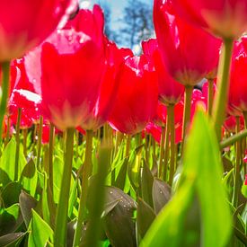 Discover the Magic of the Tulip: A Timeless Flower with a Rich History by Eriks Photoshop