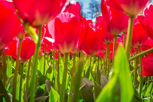 Discover the Magic of the Tulip: A Timeless Flower with a Rich History