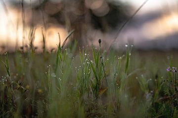 nasses Gras am Morgen von Tania Perneel