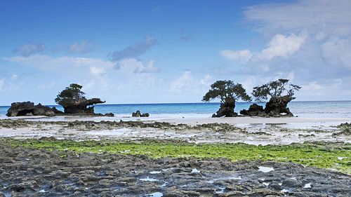 Strand met kalkrotsen op Pemba eiland in Tanzania van Aagje de Jong