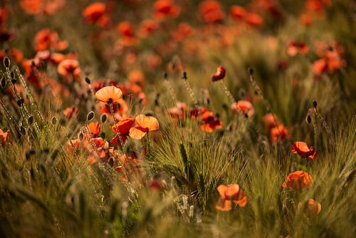 Mohnblumen - Unterdrückung