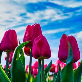 Nahaufnahme auf blühende rote Tulpen vor blauem Himmel von Photo Henk van Dijk