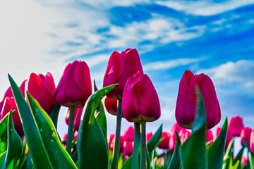 Gros plan sur des tulipes rouges en fleur dans un ciel bleu