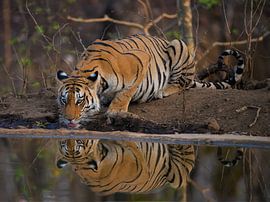 Tiger von Truckpowerr