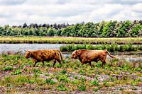Paar Schotse hooglanders