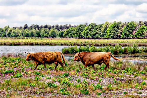 Paar schottische Hochländer