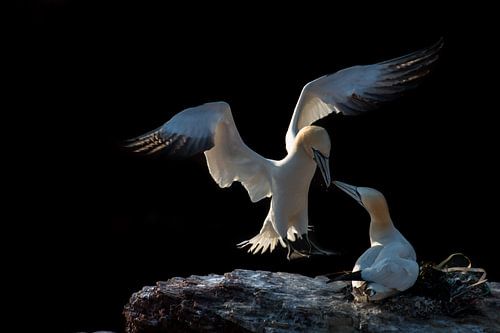 Ontmoeting (Jan van Gent)