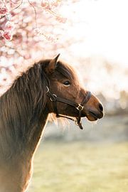 Cheval au printemps sous les fleurs dans une lumière chaude sur Femke Ketelaar