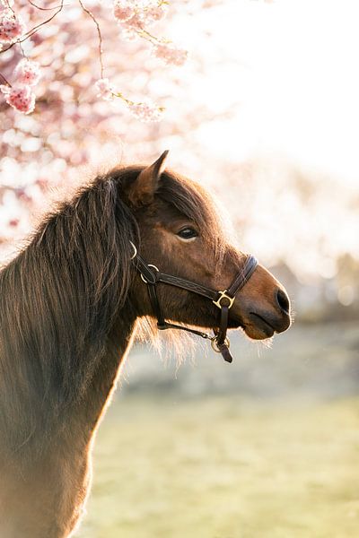 Pferd im Frühling unter Blüte im warmen Licht von Femke Ketelaar