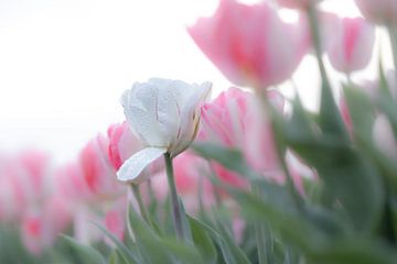 witte tulp tussen de roze van Ria van den Broeke