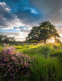 Buursand im Sommer von Hans Brasz
