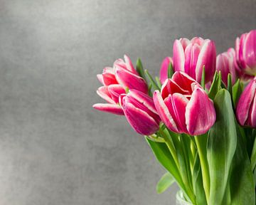 pink tulips on dark background