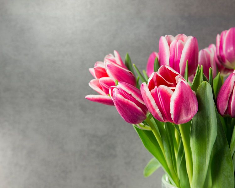 pink tulips on dark background von ChrisWillemsen