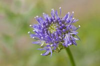 Sheep's bit - Lovely Blue
