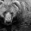 Curious Bear von Jasper van de Gein Photography