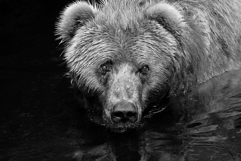 Curious bear van Jasper van de Gein Photography