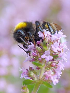 De ijverige hommel van Detlef Schöler Fotografie