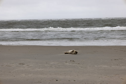 Foto's van een grijze zeehond op het strand van Langeoog.