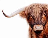 Portret van Schotse Hooglander koe met witte achtergrond van KB Design & Photography (Karen Brouwer) thumbnail