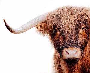 Porträt einer schottischen Highlander-Kuh mit weißem Hintergrund