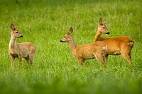 Familie der Hirsche