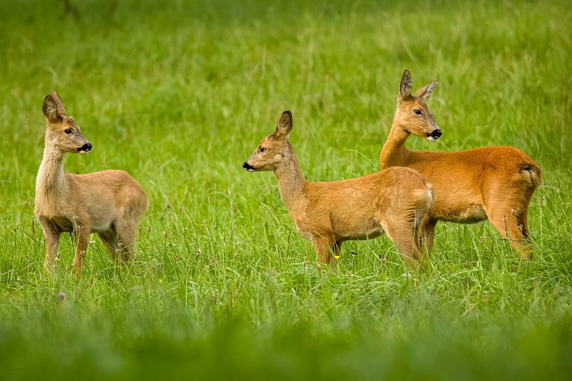 Deer family by René van Briemen