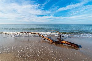 Baumstamm am Weststrand an der Ostseeküste auf dem Fischland-Da