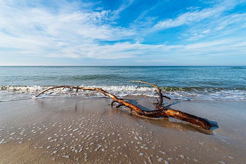 Tree trunk on the west beach on the Baltic Sea coast on the Fischland-Da