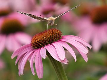 Papillon de chardon peint sur une fleur de conifère sur Katrin May