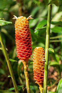 Red pine cone ginger, prachtige bloem uit het mooie Costa Rica