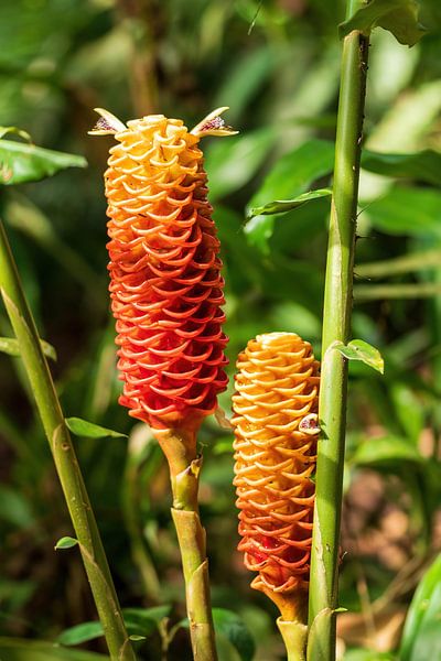 Red pine cone ginger, prachtige bloem uit het mooie Costa Rica van Mirjam Welleweerd