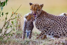Cheetah grooms by Peter Michel