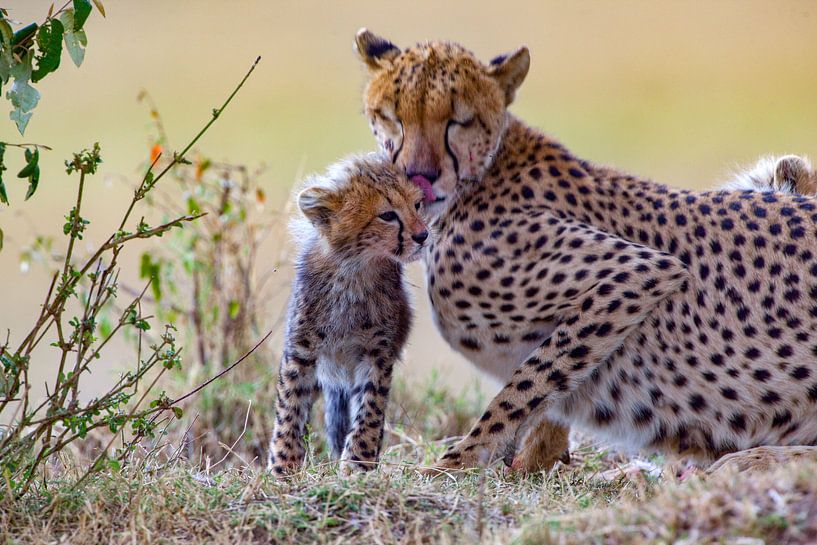 Gepardin sorgt sich von Peter Michel