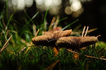 Deux champignons dans la mousse sur Arendina Methorst