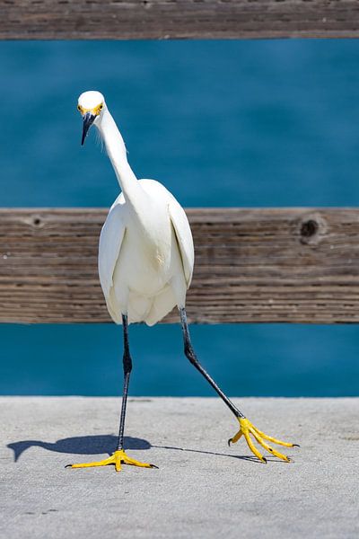 Snowy Egret by Andreas Müller