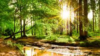 Sunrise in the forest