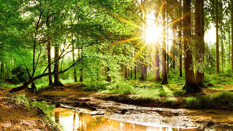 Sunrise in the forest by Günter Albers