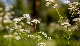 Close-up Whistlewort flower field