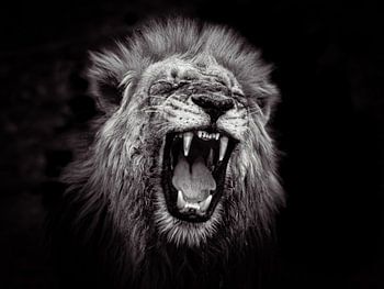 Roaring lion