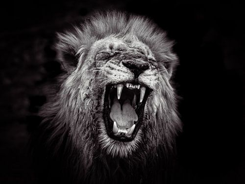 Roaring lion