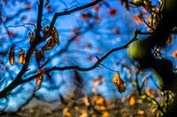 Herfstkleuren.07 (2x3)