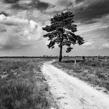 Boom langs pad op de heide