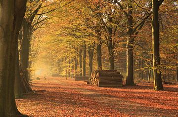 Autumn Avenue  by Sander van der Werf